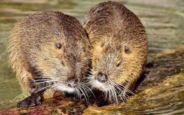 Nutrie